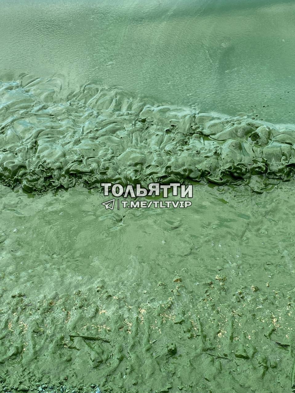 В Самарской области позеленела Волга Цвет воды теперь химозно-зеленый. Местные считают, что где-то произошел розлив вредных веществ. Кадры сделаны на Усинском Кургане. Работа Авто