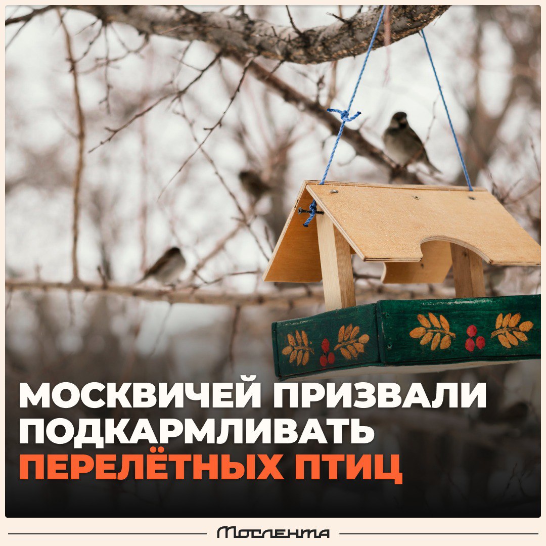 Москвичей попросили подкармливать птичек в «Лосином острове». Из-за выпавшего снега множество перелётных пернатых оказались в поисках пропитания. Зяблики, скворцы и чёрные дрозды в отчаянии ищут хоть что-то съедобное. «Лосиный остров» призывает помогать лесным обитателям и наполнять кормушки кормом: несолёными и нежареными семенами подсолнечника, свежим творогом, несолёным салом. Ведь сытой птице мороз и снег не страшен