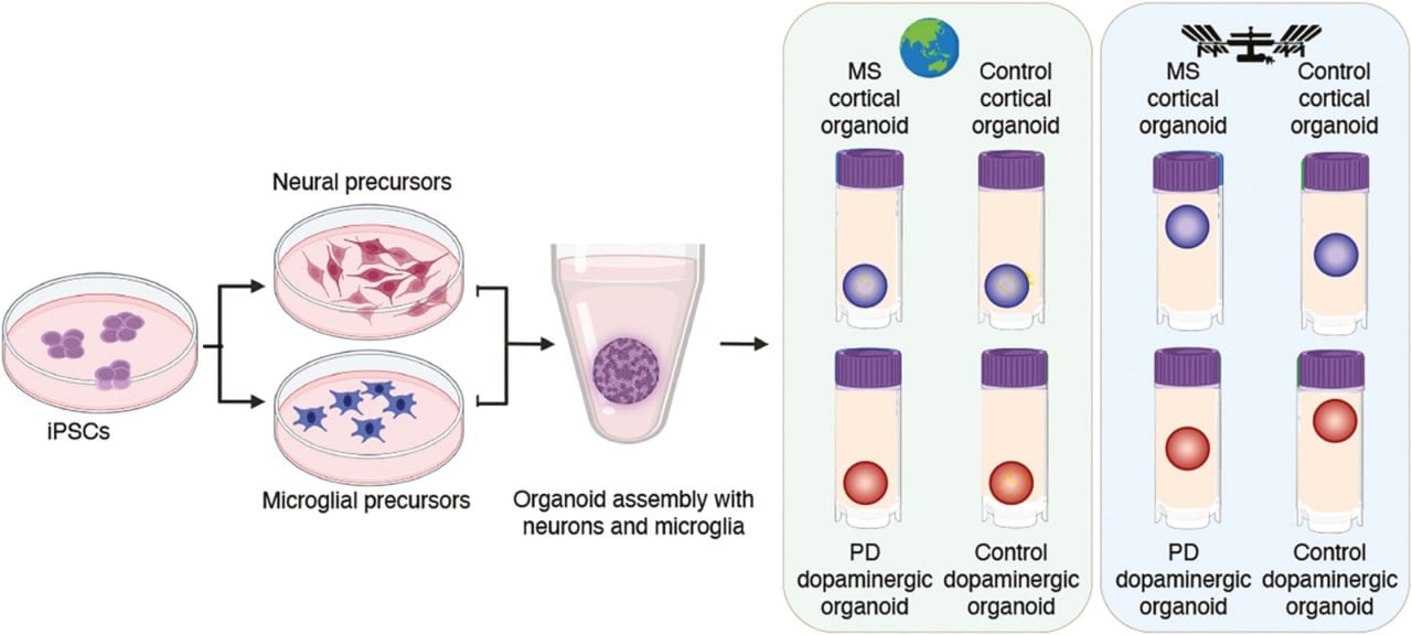 Известно, что микрогравитация изменяет мышцы, кости, иммунную систему и когнитивные способности, но мало известно о ее влиянии на клетки мозга. Чтобы устранить пробел, ученые отправили на орбиту мозговые органоиды.