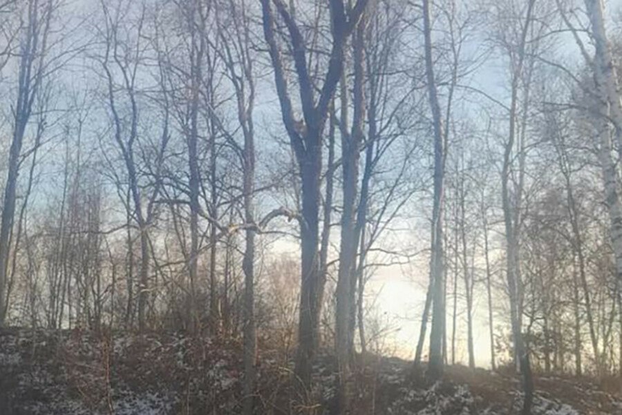 Уникальный кадр сделали специалисты управления по охране животного мира в Серышевском округе Амурской области Им удалось сфотографировать лисицу на дереве И нет лисы не лазают по деревьям ни при каких условиях Такое поведение для данных животных совершенно не типично Что заставило серышевскую лисицу изменить своим привычкам и как она планирует спускаться вниз осталось неизвестным пояснил фотограф