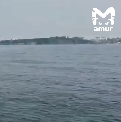 Недостоверная информация об акуле в Большом Камне: видео оказалось старым