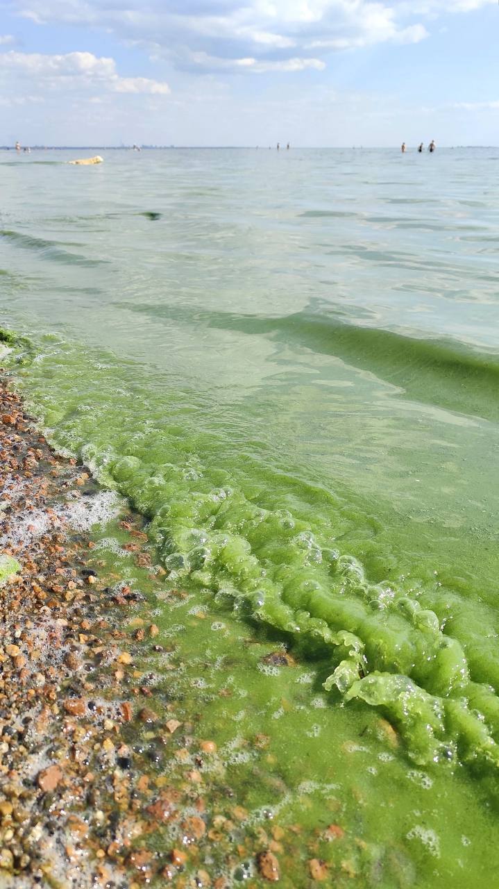Цвет воды в Финском заливе может измениться из-за жары и размножения водорослей. Температура воды достигла +21 °C, что способствует активному росту цианобактерий, сообщили в Росприроднадзоре. Из-за них у берегов могут появляться зелёные, голубоватые и болотные пятна. – жми тут / Прислать новость #спб #питер #петербург