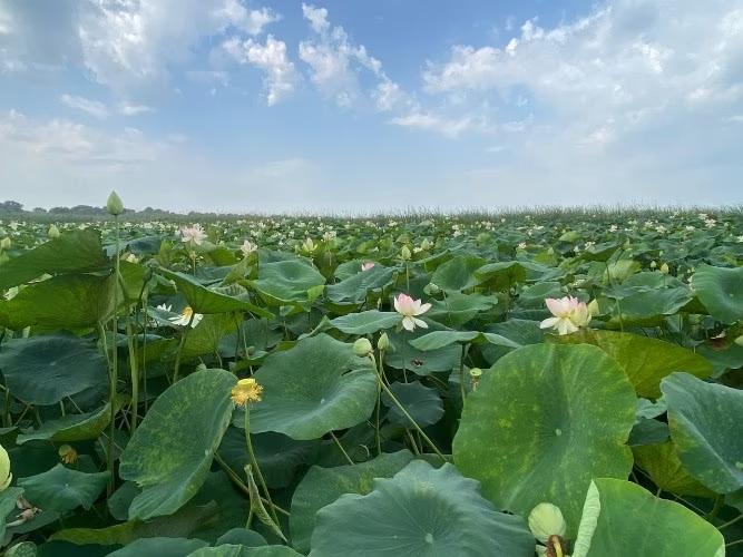 Из-за аномальной жары обмелело озеро лотосов в Краснодаре  Популярнпя достопримечательность находится в посёлке Белозерном. Здесь растут краснокнижные розовые лотосы, высаженные ещё в 1993 году. Место стало излюбленным у туристов: для удобства над водоёмом построили смотровые площадки.  Чтобы растения не погибли, власти города решили подпитать озеро водой. В департаменте городского хозяйства отметили, что это поможет сохранить красоту цветения и обеспечить лотосам комфортные условия для роста. Обычно бутоны распускаются в июле и августе, и сейчас сезон в самом разгаре.  Фото: dghkrd     Отправить новость   Подписаться