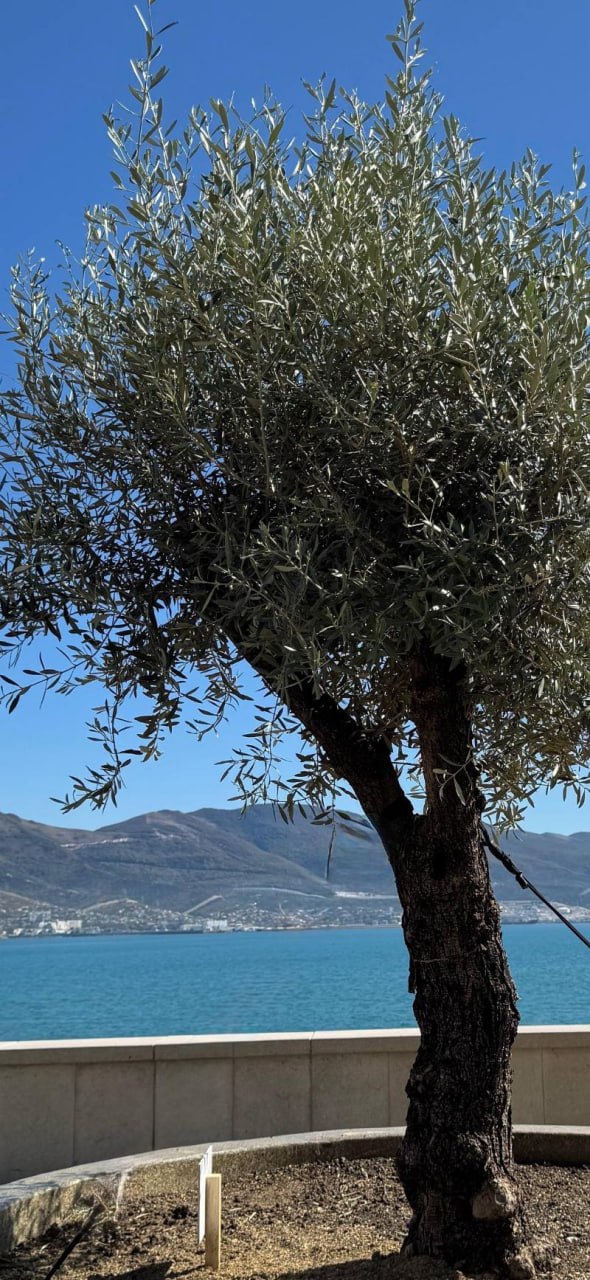 В Новороссийске посадили зеленый миллион будут сажать полтора В Новороссийске в 2025 году было высажено 1 081 млн деревьев кустарников и цветов По проекту создания водно зеленого каркаса города планируется высадка 1 500 000 деревьев и кустарников в ближайшие два года Глава города Андрей Кравченко назвала эту цель амбициозной но заверил что планы будут выполнены В Новороссийске идет цифровая инвентаризация зеленых насаждений специалисты составляют карту города с точным расположением деревьев кустарников газонов и цветников Каждому объекту присваивается фото указание возраста и состояния В пригороде Новороссийска также предстоит масштабное озеленение Глава Новороссийского района Василий Чумак сообщил что во всех шести округах района будет высажено 1 5 млн деревьев и кустарников в течение пяти лет