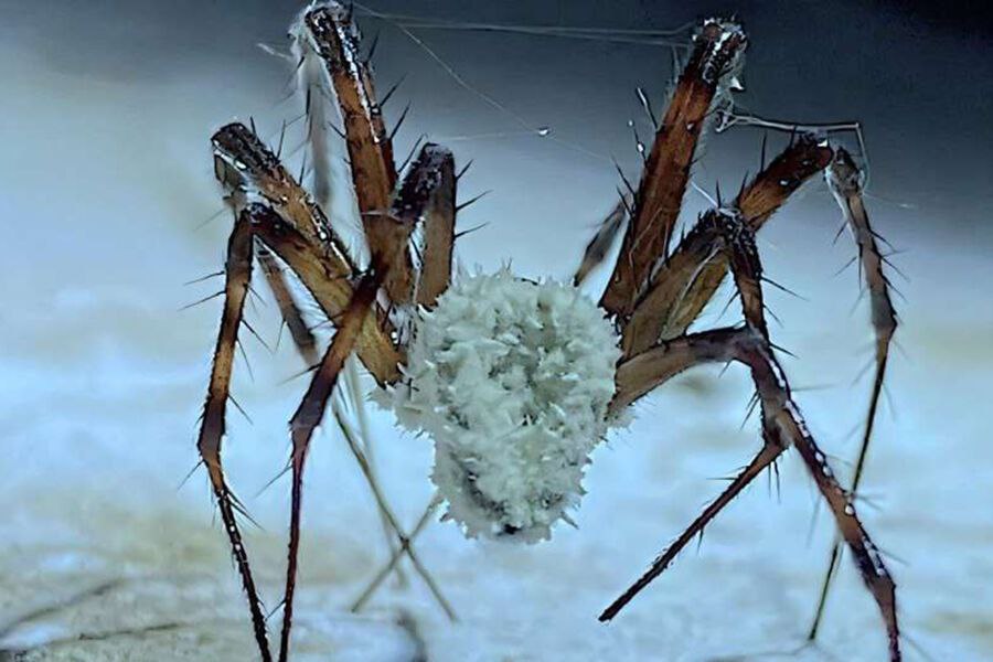 По миру может распространиться опасный грибок. Aspergillus начнёт размножаться из-за изменений климата, пишет Financial Times. Газета уточняет, что это смертельно опасный грибок, который поражает миллионы людей каждый год. Он может вызвать аспергиллёз — заболевание лёгких. При этом большинство людей не заболевают при вдыхании спор грибка. Но особую угрозу он представляет для тех, у кого слабый иммунитет или астма. По словам учёных, один из видов Aspergillus может распространиться на 77% новых территорий к 2100 году, если страны будут использовать ископаемое топливо. Ещё на его размножение влияют лесные пожары, засухи и сильные дожди.