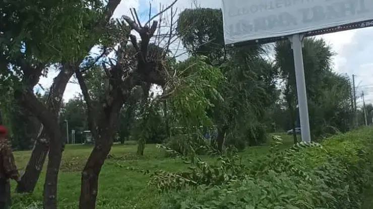 В Красноярске из-за рекламных щитов незаконно спилили деревья    На улице Шахтеров у деревьев спилили верхнюю часть кроны, чтобы лучше видны были рекламные щиты. Об этом рассказали в мэрии.  В администрации отметили, что это не первый случай. Владельцы щитов уже вырубали деревья незаконно на улице 9 Мая и проспекте Мира. Теперь им грозят штрафы.  Фото: мэрия Красноярска       предложить новость
