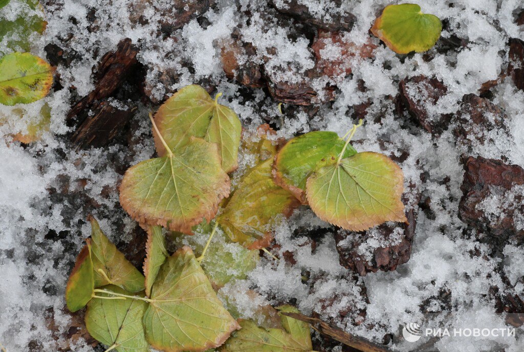 Заморозки зафиксировали минувшей ночью на юге Москвы отрицательные температуры были также на юге и востоке Подмосковья сообщили в центре Фобос Подписаться на РИА Новости