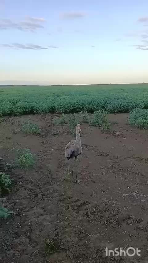 Журавли начинают миграцию на юг из Приамурья