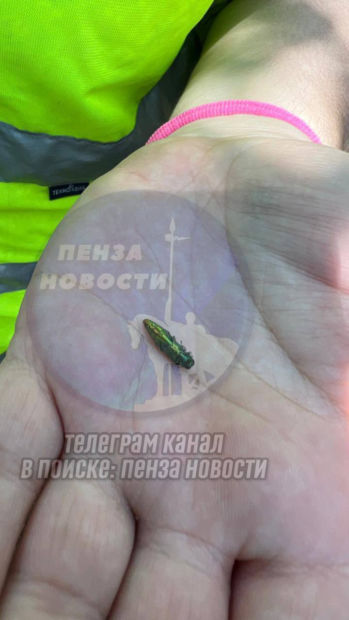 «Экологическая катастрофа через 1–2 года»: жуки-вредители стали массово поедать пензенские деревья Об этом сообщила подписчица «Пенза Новости», предложив произвести санитарную вырубку деревьев, уже заражённых ясеневой златкой — опасным жуком-вредителем. «В Пензе под корой деревьев нашли вредителя — ясеневую златку. Это насекомое убивает деревья без шанса на спасение — они усыхают и становятся аварийными, угрожая безопасности людей», — отметила она. «Если эта проблема не будет решаться прямо сейчас, то через 1-2 года мы лишимся большей части зелёных насаждений», — предупредила жительница областного центра о грядущей экологической катастрофе. ПОДПИСАТЬСЯ ПРИСЛАТЬ НОВОСТЬ