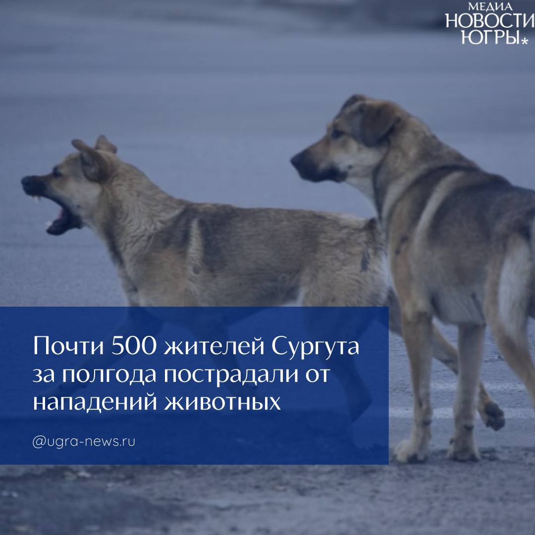 495 человек обратились в Сургутскую клиническую травматологическую больницу после укусов и оцарапывания животными Среди пострадавших — 154 ребёнка в возрасте до 14 лет. В 183 случаях сургутяне пострадали от укусов бездомных собак, 111 человек — от домашних. Кошки также проявили агрессию: зарегистрировано 165 обращений, из них 130 — из-за домашних питомцев. Более 30 человек обратились за помощью после контакта с грызунами. 352 пациента, обратившихся в больницу, прошли комплексную вакцинацию против бешенства. Медики напоминают, что профилактический курс доступен даже без полиса ОМС. Важно избегать контактов с дикими и безнадзорными животными, так как вирус бешенства может находиться в слюне до появления симптомов. «Бешенство является особо опасным вирусным заболеванием с абсолютной летальностью. Лечения не существует. Бешенство можно только предотвратить. Заражение человека происходит при укусе, оцарапывании, ослюнении бешеным животным и при контакте с предметами, загрязненными инфицированной слюной. Сезонности заражения бешенством нет», — напоминают специалисты. Подробнее читайте тут!