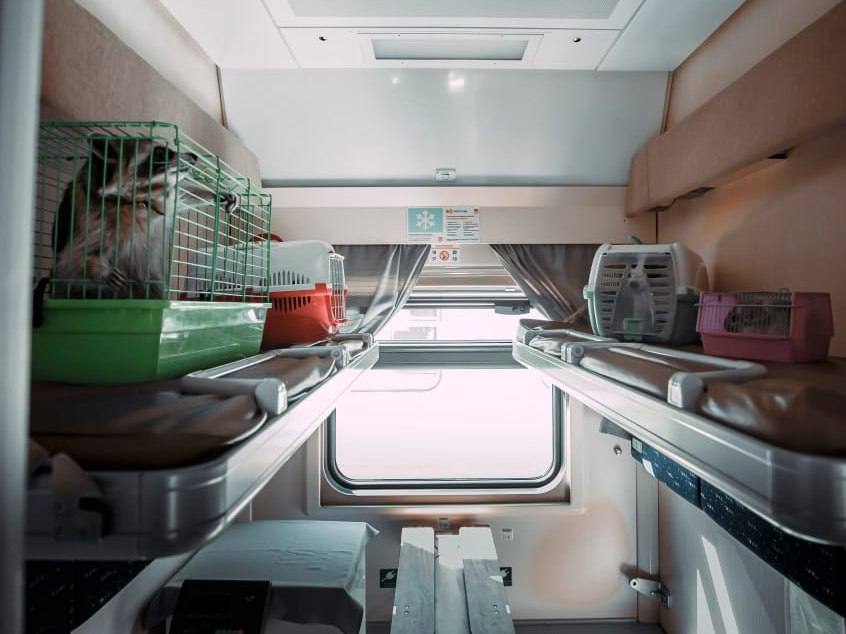 Перевозим ваших питомцев Горьковская железная дорога перевезла более 2 6 тыс домашних животных без сопровождения владельцев поездами дальнего следования АО ФПК в 2025 году Самыми необычными пассажирами стали ящерицы и декоративные моллюски а чаще всего хозяева отправляют собак и кошек Больше всего питомцев отправляли из Нижнего Новгорода и Кирова С подробной информацией о правилах предоставления услуги и перечнем разрешённых к перевозке категорий домашних животных можно ознакомиться на сайте ОАО РЖД