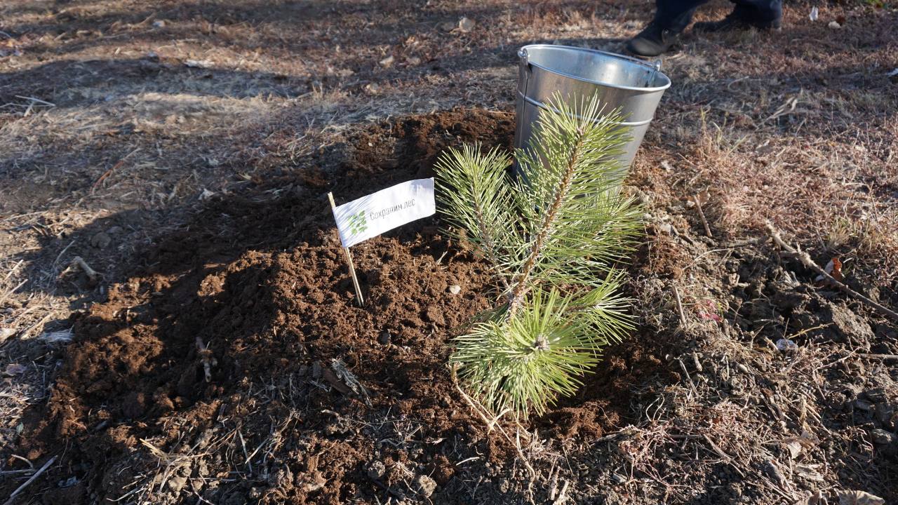 В лесах региона высадили 8 миллионов деревьев  Это почти на миллион больше, чем в 2023-м. Площадь новых насаждений в этом сезоне составила 1781 га — на 142 га больше, чем год назад. Весной и осенью деревца посадили во всех 22 лесничествах региона.   Использовали подходящие для нашего климата саженцы и сеянцы сосны, дуба, акации, ясеня. Больше всего деревьев посадили в Нижнечирском, Арчединском, Даниловском, Михайловском и Ольховском лесничествах.  Увеличению темпов и объемов озеленения помогает участие в федеральном проекте «Сохранение лесов» нацпроекта «Экология».