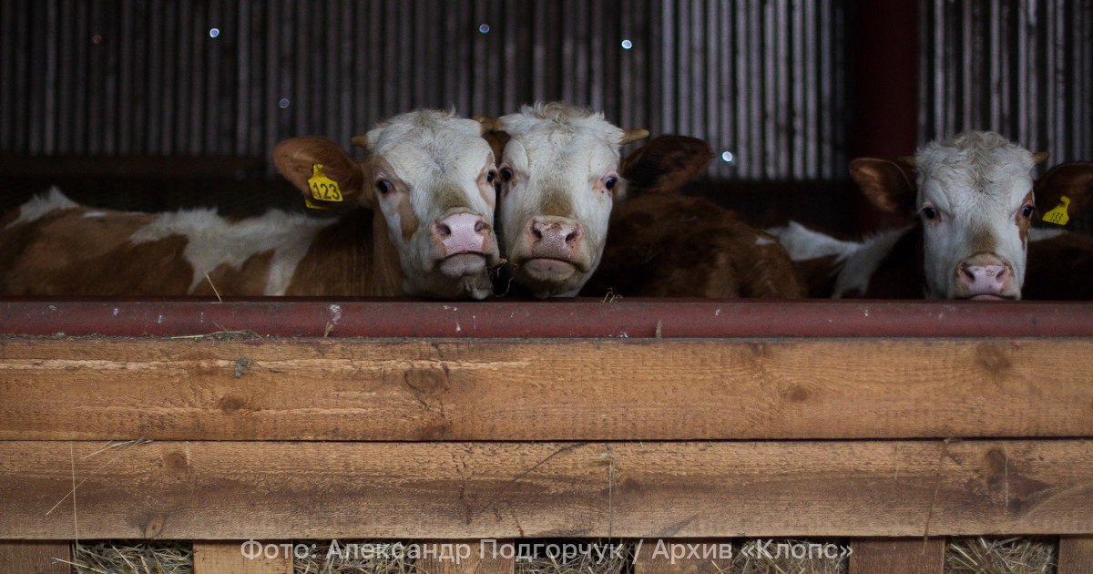 Пока ещё тёлки в Казахстан на заработки отправились 330 калининградских бурёнок Из Калининградской области в Казахстан отправились 330 породистых нетелившихся коров голштинской чёрно пёстрой породы Об этом сообщили в региональном Россельхознадзоре Перед отправкой бурёнок проверили специалисты ветеринарной службы в том числе сверив их электронные паспорта Также были проинспектированы условия транспортировки общее состояние животных пригодность к дальнейшей перевозке и санитарное состояние транспортного средства уточнили в службе В Россельхознадзоре добавили что с начала 2025 года в Казахстан из Калининградской области отправили уже более 1 300 коров