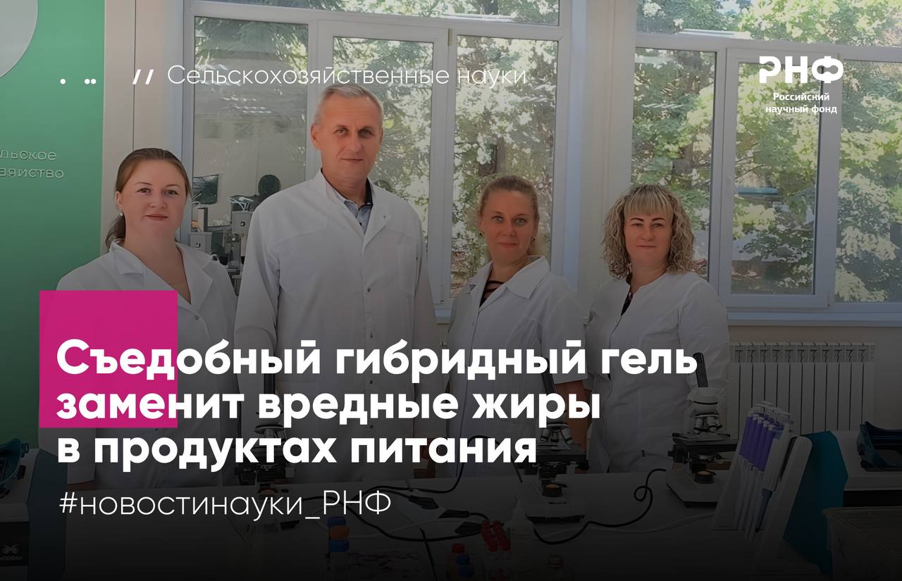 Ученые из Саратовского государственного университета генетики биотехнологии и инженерии имени Н И Вавилова и Мешхедского научно исследовательского института пищевых наук и технологий Иран разработали гибридный заменитель вредных жиров состоящий из олеогеля и гидрогеля на основе альгината натрия взаимопроникающей полимерной сети которая может удерживать в своих ячейках воду и другие полезные компоненты Работа выполнена при поддержке Российского научного фонда Избыточное потребление насыщенных и особенно транс жиров повышает уровень плохого холестерина и риск сердечно сосудистых заболеваний Если насыщенные жиры необходимы в умеренных количествах то транс жиры образующиеся при гидрировании растительных масел признаны наиболее опасными их неконтролируемое потребление может приводить к сердечно сосудистым заболеваниям и диабету второго типа В связи с этим в последние годы развивается индустрия заменителей насыщенных и гидрированных жиров Среди перспективных решений полисахариды белки и олеогели на основе растительных масел Однако их внедрение ограничено нестабильностью при термообработке что остается вызовом для исследователей и индустрии Чтобы получить гидрогель авторы использовали 2 альгината натрия и 98 воды а в случае олеогеля масло виноградных косточек и пчелиный воск в соотношениях 90 к 10 85 к 15 и 80 к 20 соответственно Все перечисленные компоненты гибридного геля соединяли при активном перемешивании в течение 45 минут Ученые проанализировали микроструктуру гелей и выяснили что с увеличением концентрации пчелиного воска в составе гибридного геля от 10 до 20 полимерная сеть становится более плотной и упорядоченной Это напрямую повлияло на текстурные характеристики гель с 20 содержанием воска оказался более твердым и пластичным чем образец с 10 воска Кроме того добавление гидрогеля к олеогелю повысило температуру плавления готового гибридного геля с 57 С до 60 С Доклинические испытания на 36 лабораторных крысах подтвердили безопасность добавки даже при длительном введении она не вызвала отклонений в состоянии животных и их биохимических показателях Разработка станет важным шагом на пути к замене вредных насыщенных и транс жиров безопасным аналогом в шоколаде мороженом колбасах сырах и других продуктах Полученные гели не только не наносят вреда организму но также они просты и дешевы в производстве Разработка съедобных гибридных гелей очень перспективна поскольку такие добавки позволят решить актуальные задачи в области создания продуктов для здорового питания В дальнейшем мы планируем проводить новые исследования по разработке пищевых гибридных гелей которые могут инкапсулировать образовывать капсулы и контролируемо высвобождать в организме различные биологически активные вещества чтобы обеспечить целенаправленную доставку лекарственных веществ в организме Эти исследования могут предложить новый подход к разработке функциональных продуктов питания рассказывает руководитель проекта поддержанного грантом РНФ Наталия Неповинных доктор технических наук доцент кафедры Технологии продуктов питания Саратовского государственного университета генетики биотехнологии и инженерии имени Н И Вавилова Результаты опубликованы в журнале Food Systems Подробнее в материале ТАСС новостинауки РНФ сельскоехозяйство