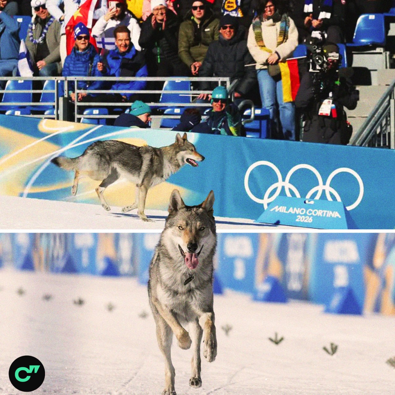 Внезапно выяснилось что выбежавший на трассу пес был породы чехословацкая волчья и принадлежал одной из сотрудниц живущей неподалеку Утром он плакал больше обычного когда мы уходили Очень хотел пойти за нами всегда хочет быть рядом с людьми Он очень упертый но очень милый Лыжница Тина Ханджич за которой собака увязалась на трассе после гонки сказала Поначалу думала ешкин кот у меня что глюки   Подписывайтесь на Спортс в Max