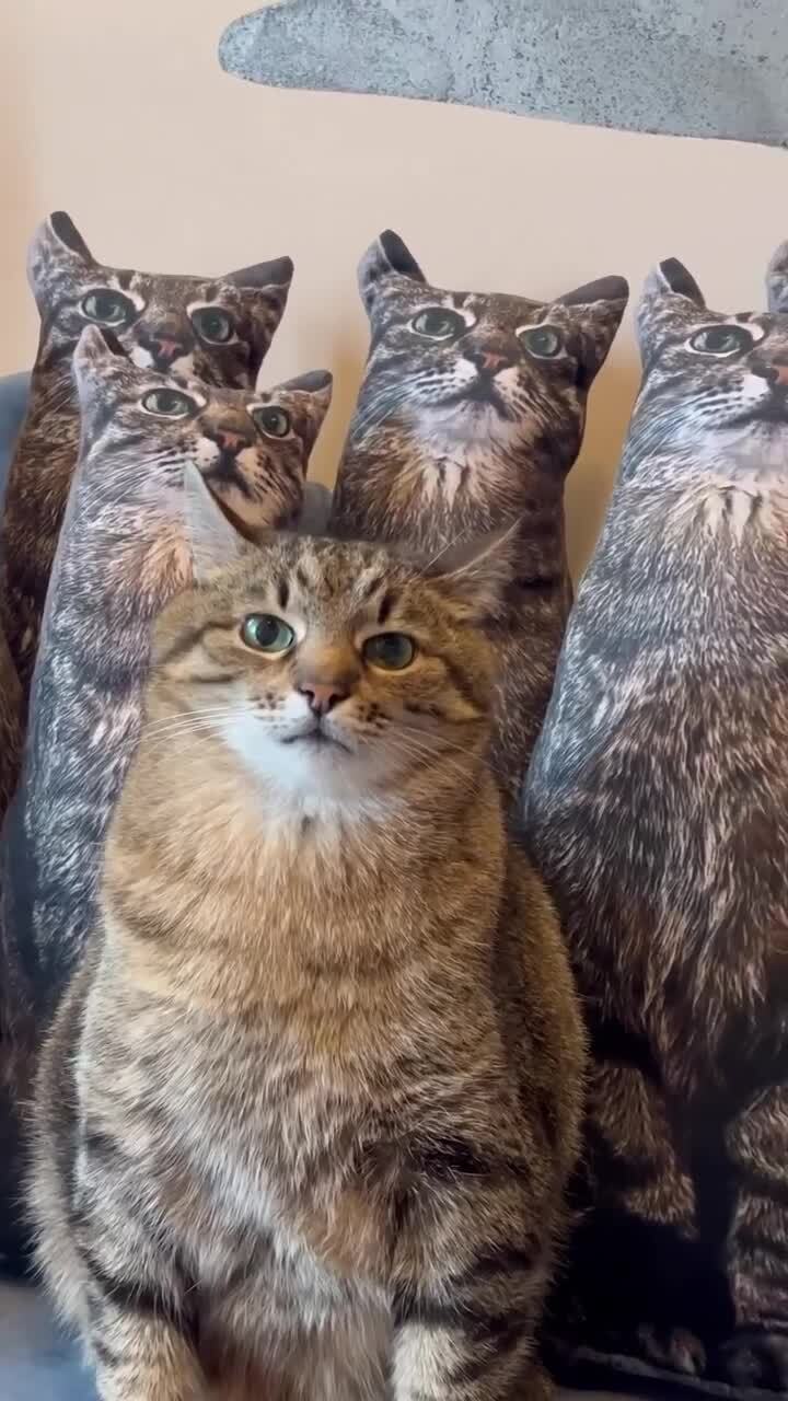 В России хотят ограничить число домашних животных в квартирах Авторы инициативы предлагают разрешить россиянам содержать по одной взрослой кошке или собаке на каждые 18 квадратных метров жилплощади При этом регионы смогут ужесточать указанные требования с учётом местных особенностей Такой законопроект Госдума может рассмотреть до конца января Также сообщается что в случае рождения животными потомства планируется предусмотреть исключение Щенки или котята могут находиться в жилище но к 6 месяцам хозяин обязан пристроить их Источник truekpru   Подпишись на КП Екатеринбург Мы в Max