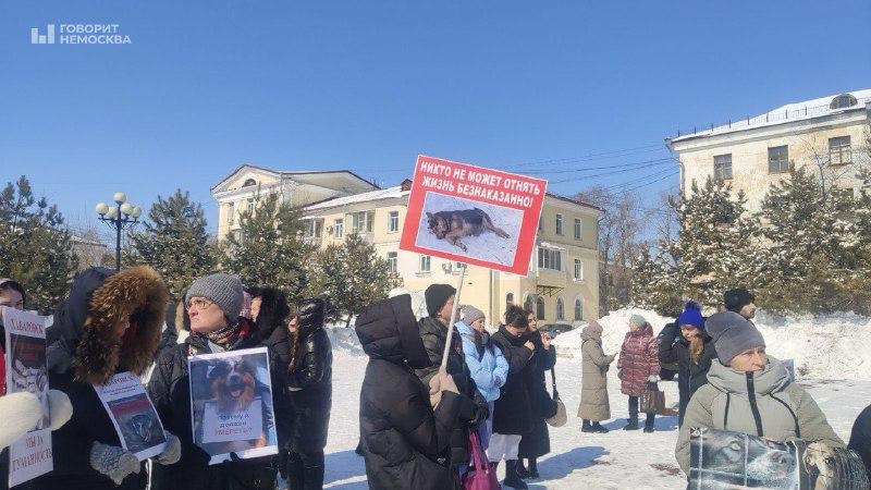 Автопробег против закона об эвтаназии животных хотят провести в Хабаровске Акцию планируют провести 15 июня. В заявке на согласование акции указано до 100 участников. Пока, сказали «НеМоскве» зоозащитники, решение о согласовании администрация не вынесла. В Хабаровском крае закон об эвтаназии приняли на прошлой неделе. Зоозащитники неоднократно выходили на акции против таких мер по борьбе с безнадзорными животными, собирали подписи против эвтаназии, но к результату это не привело. Инициативная группа направила письмо к губернатору Дмитрию Демешину. По мнению зоозащитников, в законе есть пробелы. Нет сроков, на которые может быть установлена «экстраординарная ситуация» для применения эвтаназии, нет никакой альтернативы помимо умерщвления животных, не обозначен механизм передачи животных. «Все указанные обстоятельства в совокупности с отсутствием четких формулировок, исключающих вероятность двусмысленного толкования норм, ставят под сомнение его эффективность», — пишут в письме губернатору инициаторы обращения. Активисты добавили, что большинство смертей от нападения собак происходили с домашними, хозяйскими животными. А власти не попытались наладить взаимодействие с волонтерами и зоозащитниками, чтобы применить программу по отлову и стерилизации животных более эффективно. В комментариях зоозащитников снова призвали «забрать всех собак себе домой». Другие удивляются: «Как много жестоких людей в Хабаровске». Против эвтаназии животных выступали жители и других регионов страны, подписи против закона приносили неравнодушные россияне и в администрацию президента. Однако право решать, что делать с собаками на улицах было передано регионам. В начале марта эвтаназию одобрили в 17 регионах России. Фото: митинг зоозащитников на площади Горького в Хабаровске