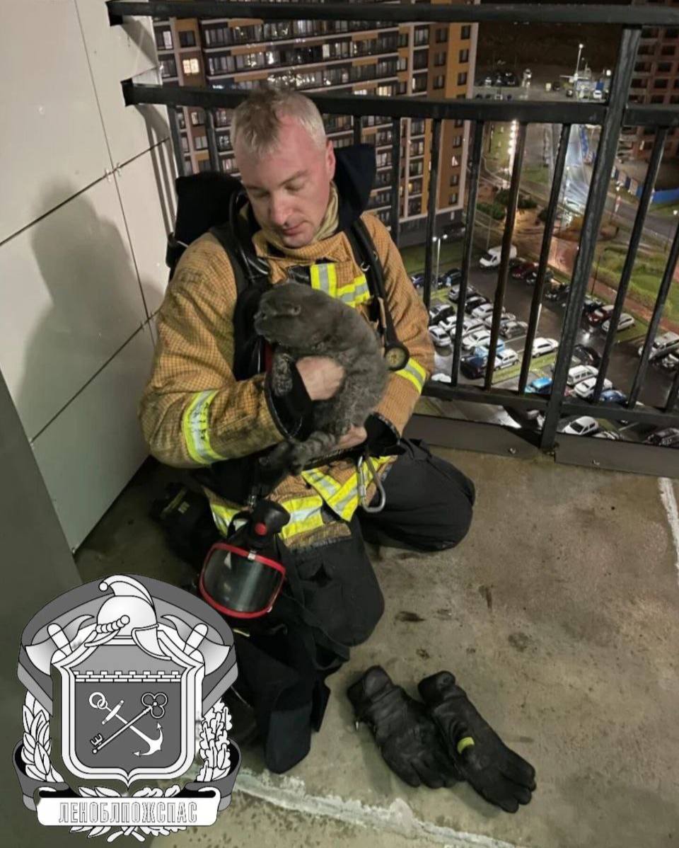 Из горящей квартиры в Мурино спасли кота Потребовались экстренные меры Пожар произошел в доме на улице Шувалова этим утром Из квартиры вынесли бездыханного питомца Пожарный Пархоменко Михаил провел сердечно легочную реанимацию Кота удалось спасти его передали хозяйке Женщина предположила что именно домашний любимец мог стать зачинщиком пожара играя с электрической плитой За этим занятием его замечали и ранее Точные причины установят дознаватели Всеволожского района TodaySPb Новости GradSPb Места СПб