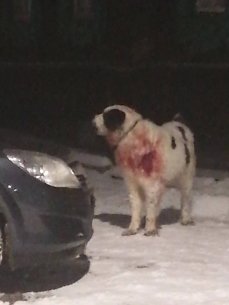 В городе Семенов мужчина пытался зарубить топором собаку  Раненый алабай появился на улицах города накануне. К собаке поехали зоозащитники. Они осмотрели пса и накормили, но отловить его не удалось. Спасательная операция назначена на сегодня.  Местные жители утверждают, что топором пса ударил его же хозяин, после чего выгнал животное на улицу. Вчера на месте происшествия побывали полицейские. Обстоятельства происшествия уточняются.   Лара Саплина    Подписаться   Прислать новость    ГТРК «Нижний Новгород» в VK