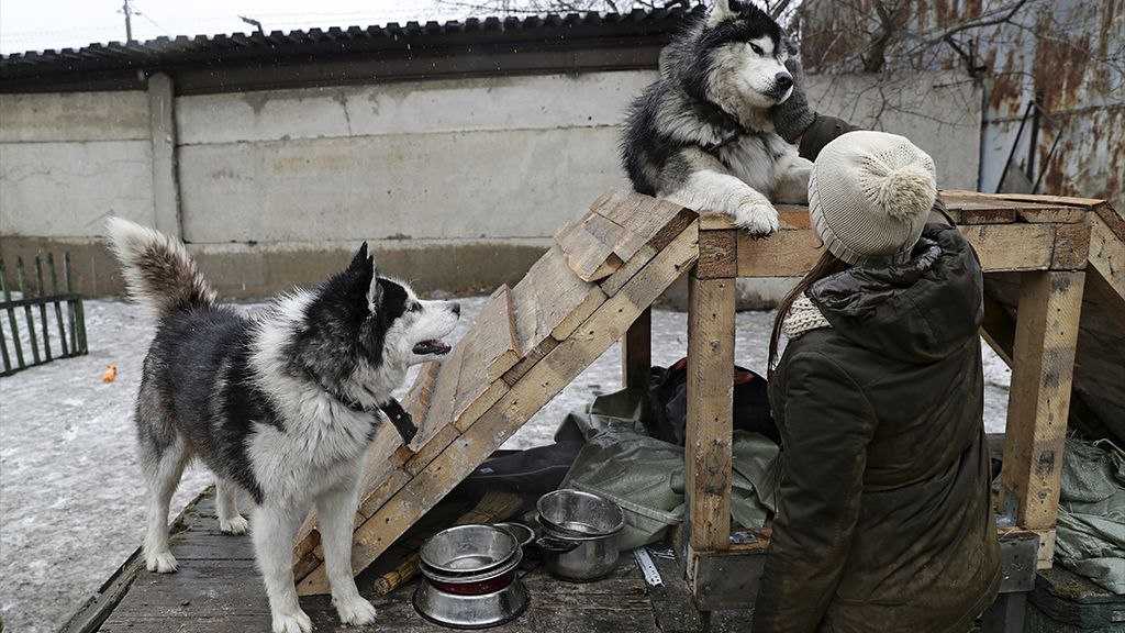 Российское правительство при условии доработки поддержало законопроект об ограничении бесконтрольного разведения животных и учете заводчиков Замечания коснулись работы единой некоммерческой организации НКО ответственной за учет и перечня животных для отчуждения продажи или дарения которых понадобятся документы о происхождении