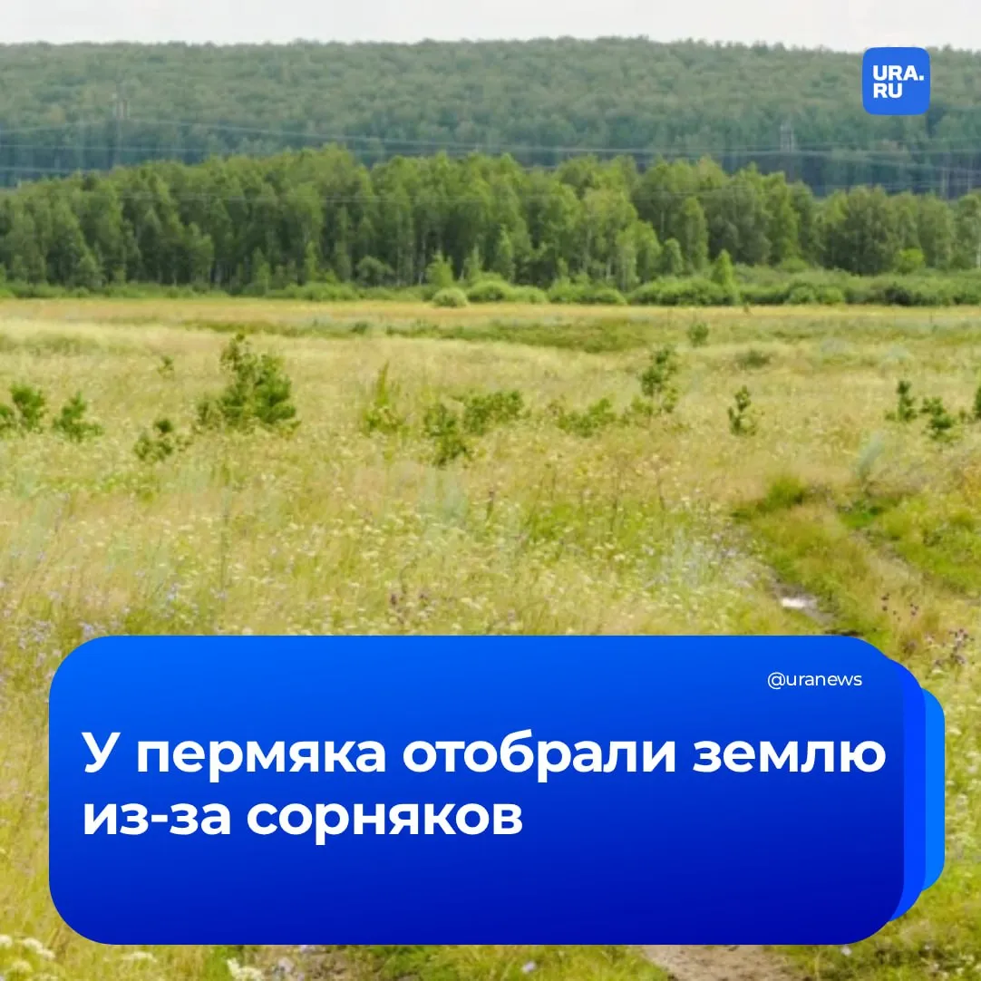 За сорняки у россиян могут отобрать землю В Пермском крае Чусовской городской суд вынес решение об изъятии земельного участка у местного жителя Поводом для радикальной меры стало нецелевое использование 9 гектаров сельхозугодий Как сообщили в пресс службе Россельхознадзора земля более трех лет зарастала сорняками кустами и деревьями Собственник игнорировал требования привести участок в порядок Его дважды штрафовали однако расчищать заросли он так и не начал В итоге теперь заброшенные гектары перейдут государству Подписаться на URA RU мы в MAX