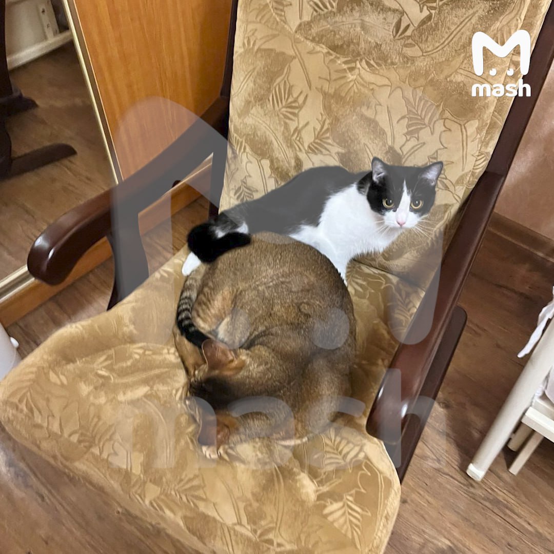 Кошка почти неделю сидит на руинах обрушившейся саратовской многоэтажки без еды и воды. Спасатели не могут подобраться к выжившей кисе. По данным Mash, из-за верхних завалов у мчсников нет доступа к балкону — туда пушистая по кличке Масяня упала с верхних этажей. Подвезти автолестницу пока не могут — это небезопасно из-за риска обрушения. Местные заметили мяуколку на обломках, переживают за её судьбу и просят немедленно вытащить. Хозяйка узнала, что её любимица жива, только из соцсетей. Говорит, собаку Шемми спасли сразу после ЧП, а вот пугливая кошка пряталась от спасателей и осталась в рухнувшем доме.