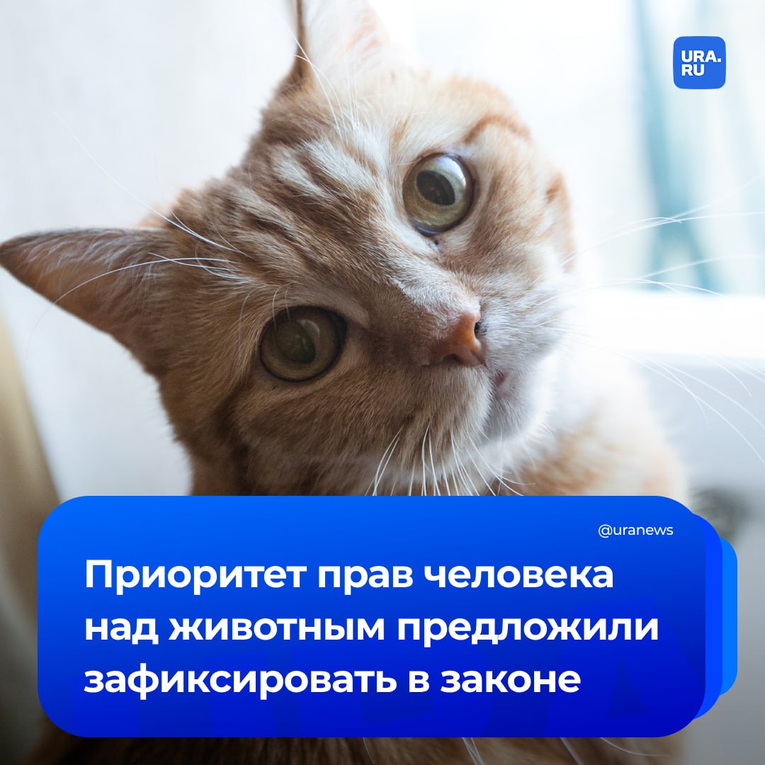Принцип приоритета жизни и здоровья человека над животным хотят зафиксировать в законе. Эта инициатива прозвучала пока только на словах: из уст депутата Госдумы Татьяны Буцкой. «Это идеологический документ, который сформулирует суть нашей работы. Вместе с юристами мы предложим формулировки, на которых впоследствии сможем строить работу», — сказала Буцкая «Парламентской газете». Новый законопроект члены рабочей группы хотят рассмотреть на встрече в начале июля.
