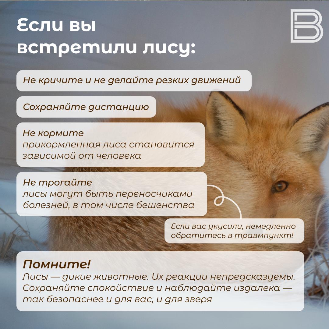 Рыжая гостья в городе что делать при встрече с лисой Ямальцы все чаще стали замечать лисиц на городских улицах Например сегодня утром в газовой столице лесная красавица гуляла возле АЗС Что делать или не делать при виде животного чтобы быть в безопасности читайте в карточках Вести Ямал l MAX l ТГ l ВК l САЙТ