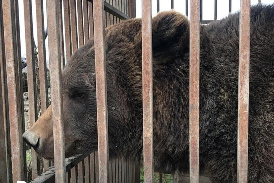 Самку бурого медведя держал на частном подворье житель Ставрополья  Как сообщили в пресс-службе Росприроднадзора, инспекторы провели внеплановую проверку частного подворья после сообщения соседей о содержании там дикого животного.  Информация подтвердилась: на территории обнаружен вольер с самкой бурого медведя по кличке Маша, – говорится в сообщении. — Животное содержится в металлической клетке и получает регулярное питание».  Бурый медведь включен в перечень животных, запрещенных к содержанию в неволе. Владельца медведицы уже оштрафовали. Впереди его ждет суд, после которого животное будет конфисковано и помещено в специализированное учреждение.