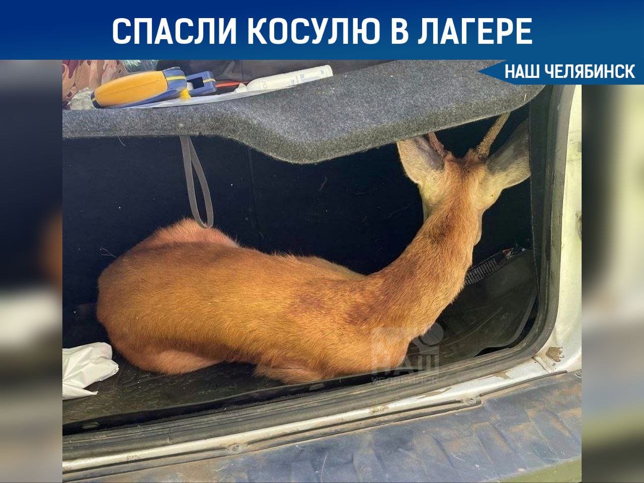 В лагере спасли заблудившуюся косулю На территорию детского лагеря у Каштакского бора забежала молодая косуля и не смогла найти выход. На место приехали сотрудники Службы охраны природных территорий и осторожно поймали животное. После осмотра выяснилось, что косуля не пострадала. Её выпустили обратно в лес, но подальше от места отдыха.