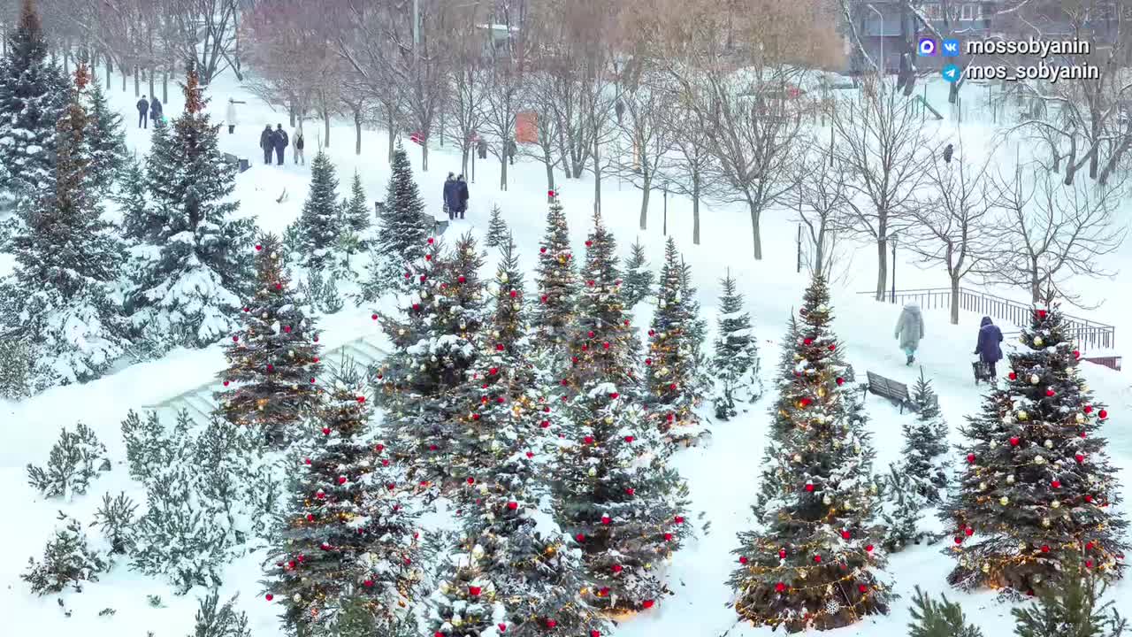 В Москве высадили более 25 тыс. вечнозелёных растений для улучшения городской среды