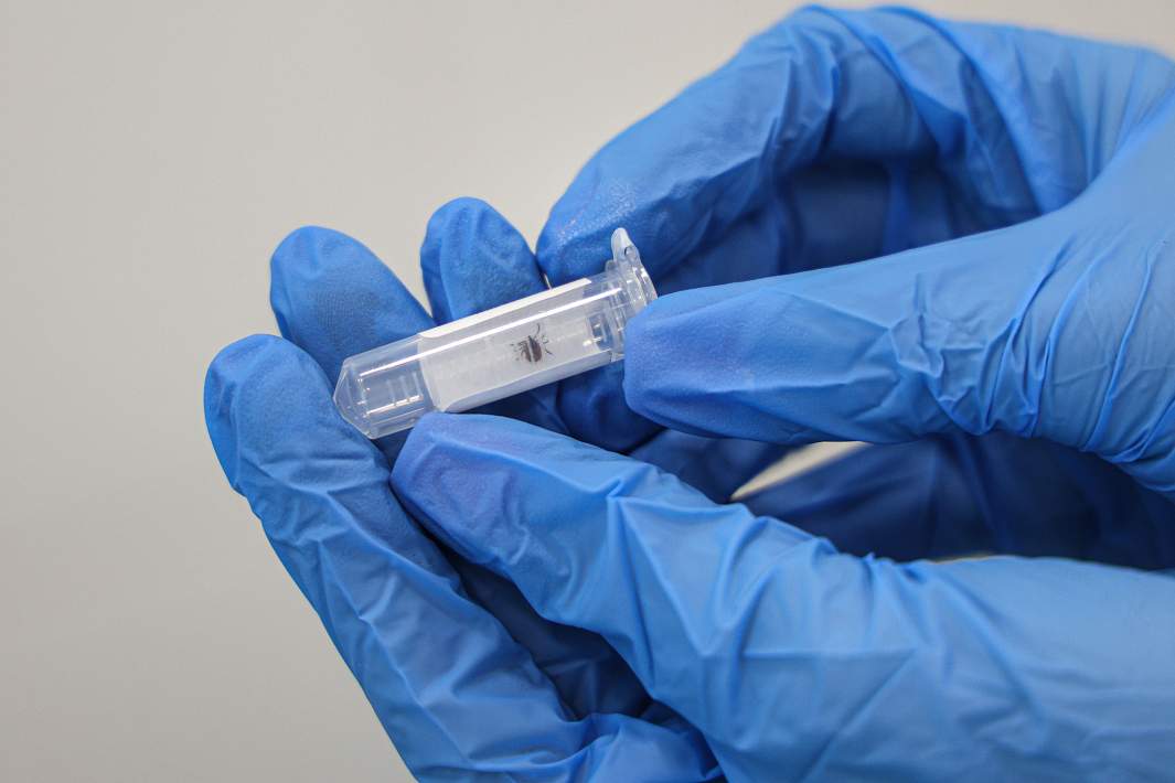 Активность клещей в Москве упала до минимума Во время обследования зеленых территорий в городе в конце октября биологи департамента не зафиксировали с ними ни одной встречи Однако следует по прежнему соблюдать осторожность поскольку сохраняется относительно теплая погода В спячку клещи впадут при снижении среднесуточной температуры ниже плюс 5 градусов До весны убежищем для них послужат опавшая листва пространства между корнями и в коре деревьев Фото Global Look Press