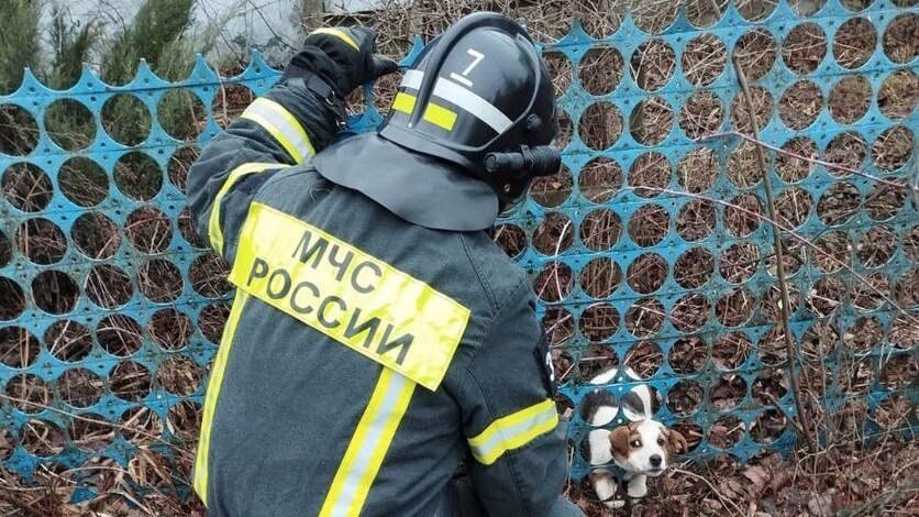 Ливенские пожарные спасли застрявшего в заборе пушистика  Пожарные выезжали на улицу Орловскую: щенок угодил в дыру металлического забора и не мог выбраться самостоятельно. Спасатели применили гидравлический инструмент и освободили малыша    Вести-Орел. Подписаться