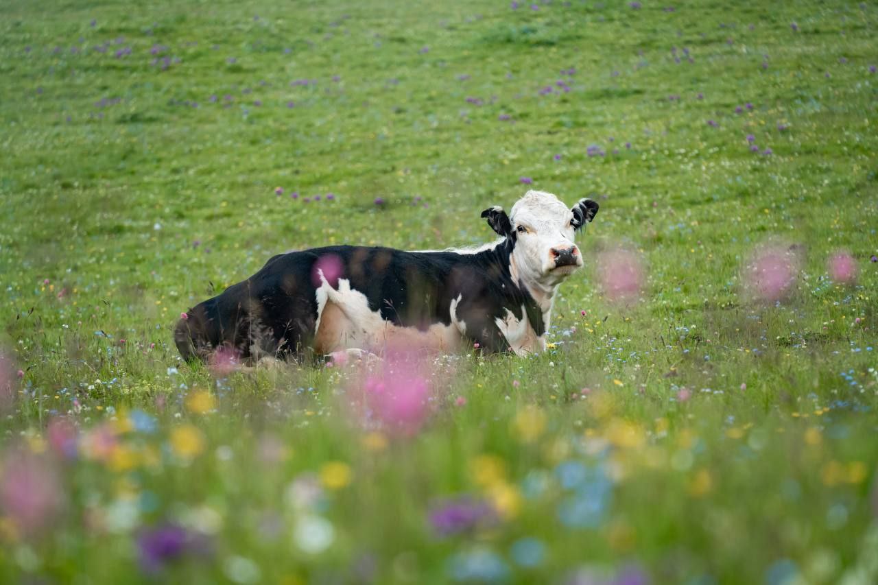 В 2025 году Ингушетия показывает уверенный рост в агропромышленном комплексе Ключевые достижения Производство скота и птицы выросло на 7 9 19 5 тыс тонн Надой молока увеличился на 6 3 15 8 тыс тонн Производство яиц выросло на 2 9 29 9 млн штук Общий объём сельхозпродукции составил 25 5 млрд рублей 102 6 к уровню 2024 года Подписывайтесь на нас в МАХ