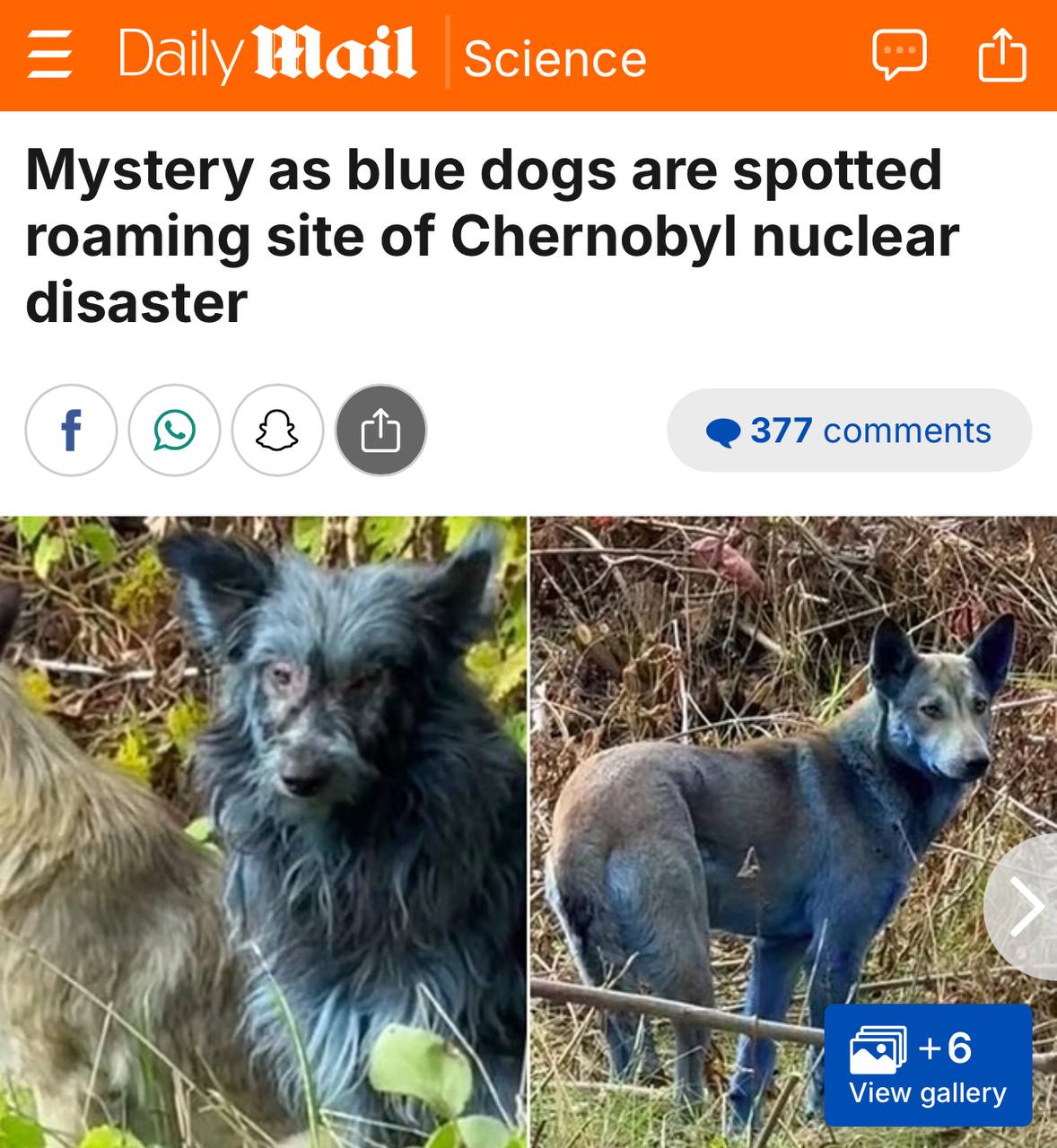 Собак с синей шерстью обнаружили в Чернобыле утверждает Daily Mail Британские ученые уже окрестили их мутантами которые возможно приобрели суперспособность стали невосприимчивы к радиации и тяжелым металлам Волонтеры которые обнаружили собак уверяют что животные кажутся активными и здоровыми Точная причина такого окраса не установлена говорится в материале британской газеты Ваши версии БайБайден Подписаться