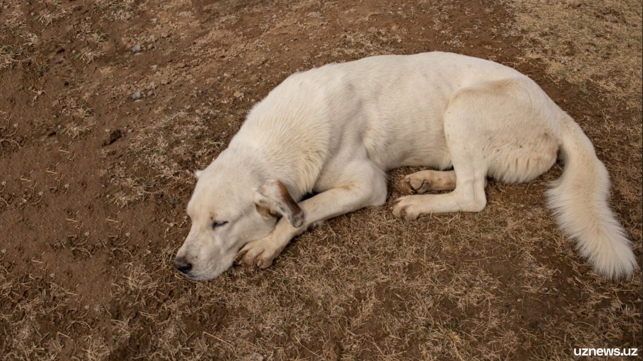 Хокиму Ташкента направлен сенаторский запрос по поводу защиты бездомных животных Запрос содержит требование разъяснить ситуацию с приютами для бездомных животных объём выделяемых средств а также меры по поддержке проектов и инициатив в сфере защиты животных   uznews uz ru news 107671 uznews