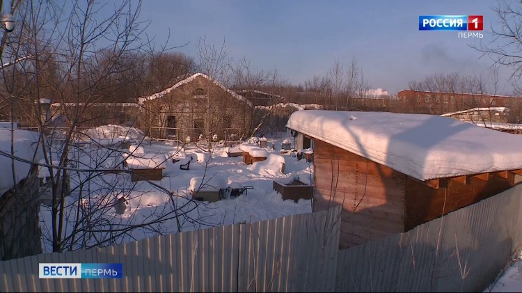 Собаки ели друг друга Разгорается скандал вокруг станции скорой помощи для животных в Перми   vesti perm ru publications b656c641 09e8 4d6c 8eb8 116f3b94cdb4 В Перми разгорелся скандал вокруг станции скорой помощи для животных на улице Причальной Там нашли трупы собак Зоозащитники обвинили в жестоком обращении руководство станции В самом же приюте заявили что произошёл очередной рейдерский захват а найденные трупы животные погибшие от эпидемии энтерита Подробности этой истории на нашем сайте