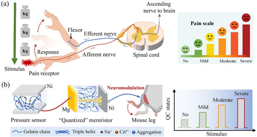 Мягкий электронный болевой нерв Ученые из Северо Восточного педагогического университета Китая представили новый мягкий электронный болевой нерв на основе мемристора Это желеобразное устройство имитирует ключевые свойства биологических нервов способность чувствовать интенсивность давления запоминать повреждение становиться более чувствительным после травмы а затем постепенно заживать возвращаясь к нормальной чувствительности Устройство обладает 16 устойчивыми уровнями чувствительности аналогичными градациям боли от отсутствия до сильной Ключевым материалом выступил желатин Как и в живых тканях он проводит ионы а при нагревании до 60 C способен к самовосстановлению после повреждения В экспериментах сенсор подключенный к седалищному нерву мыши успешно запускал мышечную реакцию по принципу безусловного рефлекса без участия мозга Цель разработки не наделить роботов чувствами а повысить их безопасность и долговечность
