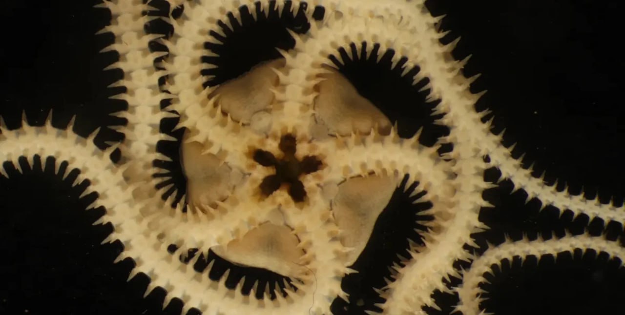 Нечто изрезало дно Тихого океана уничтожив жизнь названо то что принесло разрушения В новом исследовании ученые изучили то как глубоководная добыча влияет на морские экосистемы Результаты показывают что поставлено на карту и сможет ли жизнь процветать в океане Подробнее читайте в нашей рубрике Фокус Наука