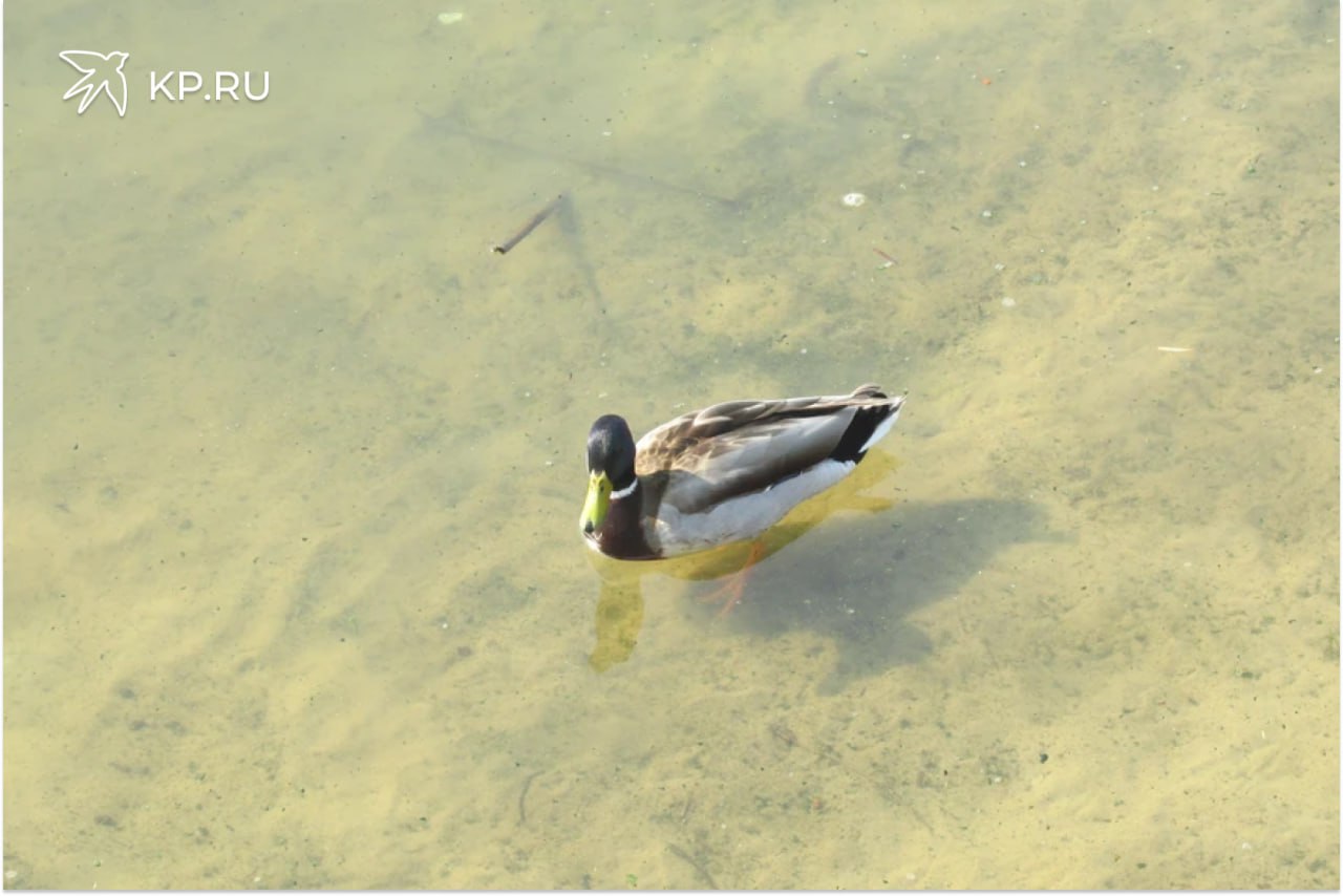 В Воронежской области дома ушли под воду из за прорыва дамбы На фоне резкого потепления в зоне затопления оказались несколько районов Воронежской области В Воронежской Ольховатке 16 февраля произошел потоп Под воду ушли десятки дворов Местные жители сообщают о гибели домашних животных По предварительной информации причиной ЧП стал прорыв частной дамбы на фоне резкого потепления поскольку поток был очень бурным и все сносил на своем пути Также по данным ГУ МЧС по региону в зону подтопления попали населенные пункты Павловского Новоусманского Подгоренского Ольховатского и Россошанского районов Причинами такой ситуации спасатели считают несовершенство либо полное отсутствие ливневой канализации в сельской местности На местах затоплений проводят откачку талых вод силами местных администраций Для разбора ситуации в правительстве региона под руководством губернатора Воронежской области прошло заседание КЧС и ОПБ ГУ МЧС по региону продолжает отслеживать обстановку