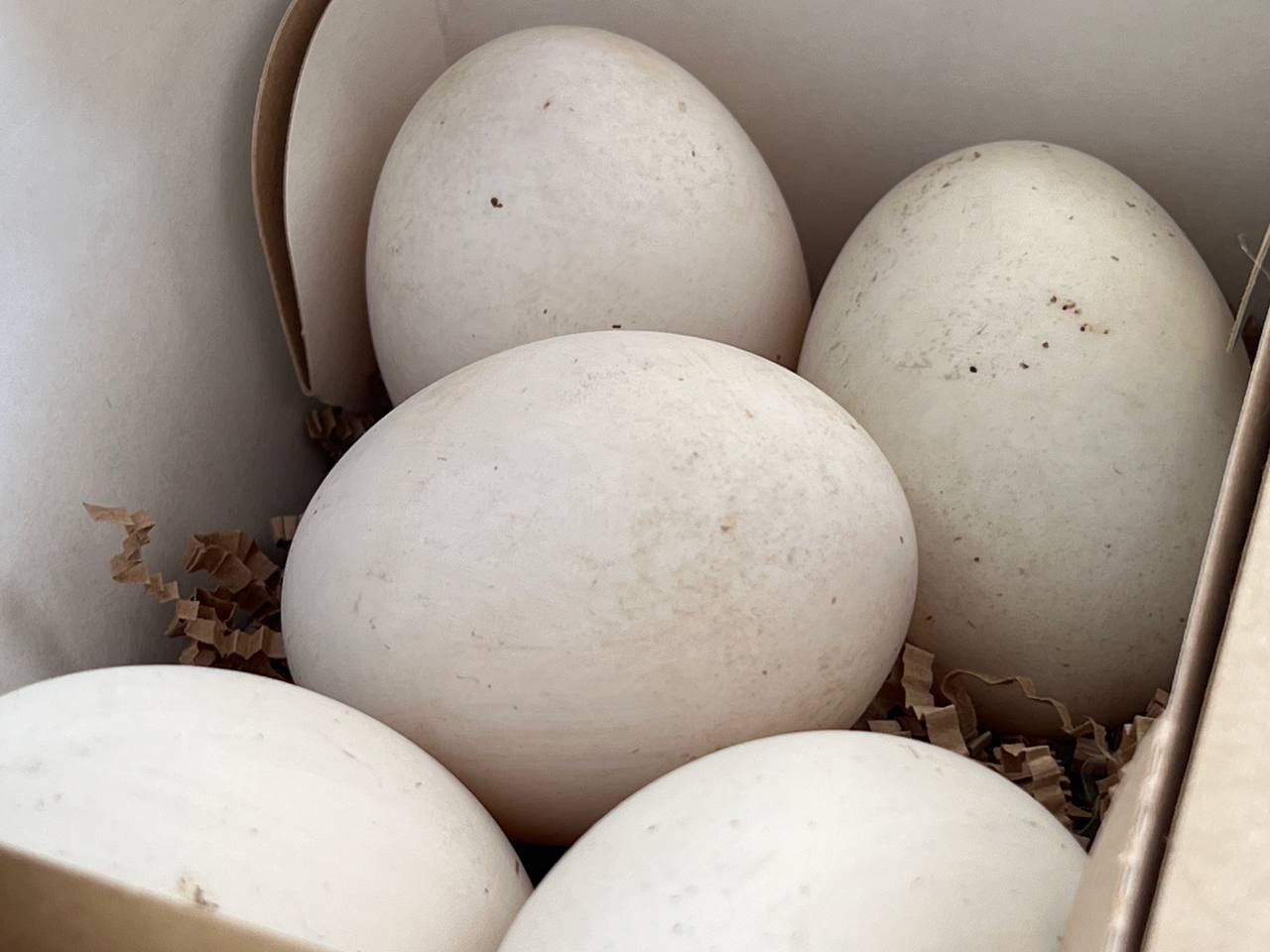 В Приморье построят репродуктор инкубационного яйца за 5 5 млрд рублей Проект реализует резидент ТОР Михайловский компания Приморская Птица Мощностью предприятия составит до 30 млн яиц в год Будет создано 251 новое рабочее место Планируется что первые объекты по производству инкубационного яйца будут введены в работу в 2028 году Инвестор уже реализует в регионе проекты АгроПтица Мерси трейд и Приморский Бекон РБК Восток в Telegram и MAX