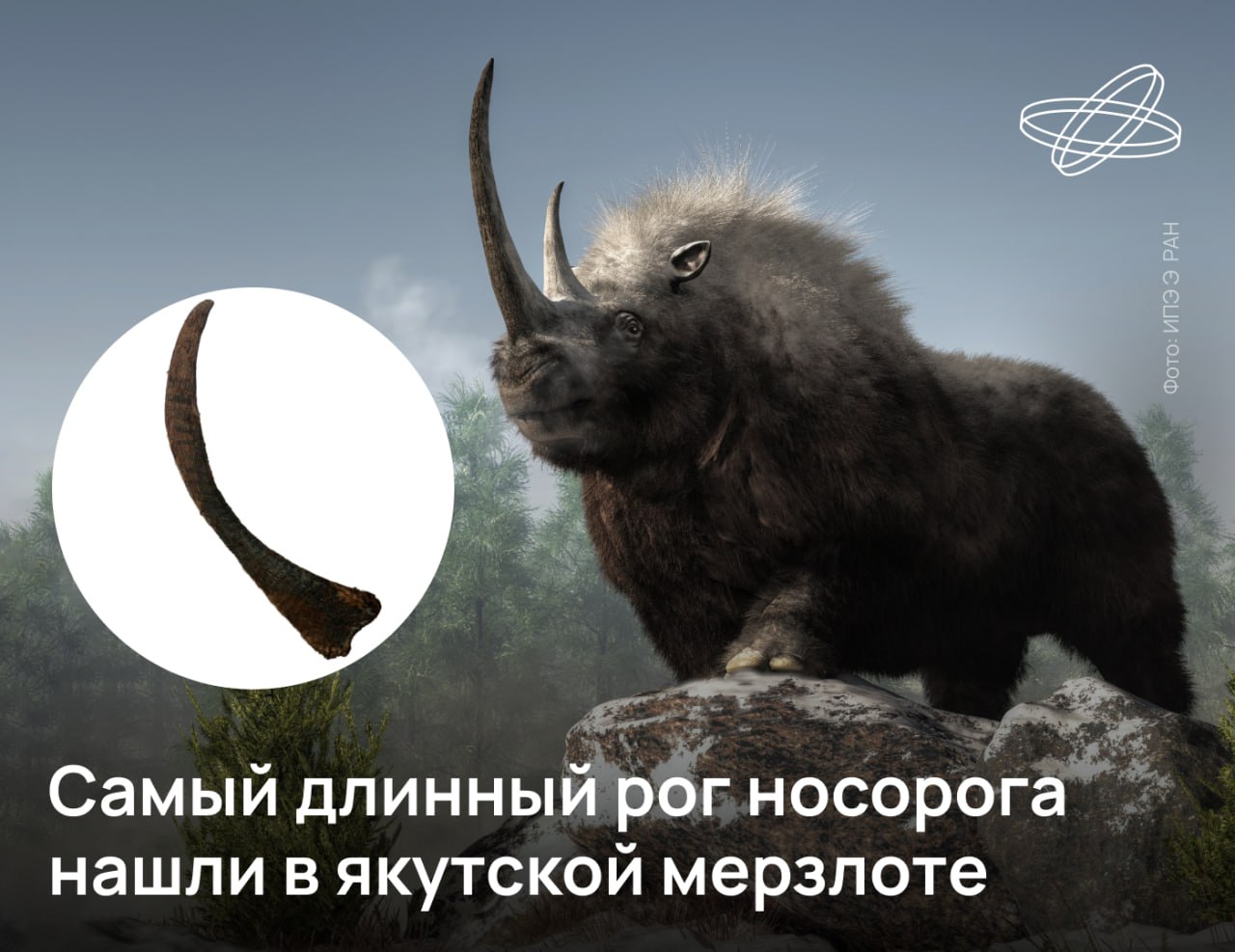 Рекордный по длине рог шерстистого носорога Coelodonta antiquitatis обнаружили палеонтологи в вечной мерзлоте у реки Мустур Юрюйе Как установили учёные рог длиной 164 7 см вдоль передней кривизны принадлежал самке возрастом около 40 лет На сегодня это самая старая особь шерстистого носорога известная науке Образец также оказался на 6 6 см больше самого длинного известного рога современного носорога Ceratotherium simum Как сообщили в Институте проблем экологии и эволюции РАН рога носорогов отличаются уникальной структурой они не имеют костных частей и состоят из кератиновых трубочек погруженных в особый матрикс К костям черепа рог крепится соединительной тканью и связками Наука рф Десятилетиенауки