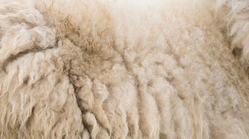 Дагестан в 2026 году планирует на 12 увеличить объемы производства шерсти В республике продолжается реализация программы по развитию глубокой переработки шерсти Согласно отраслевому прогнозу производство немытой шерсти в республике должно вырасти с запланированных 15 700 тонн в 2026 году до 16 200 тонн в 2027 году Дагестан уже является лидером в России по этому показателю В 2024 году в республике произвели более 14 тысяч тонн шерсти что составило более трети от общероссийского объёма Тем самым в 2026 году этот показатель вырастет как минимум на 12 Как ранее отметил зампред Правительства Дагестана Ризван Газимагомедов для сохранения и повышения качества сырья в 2025 году была оказана масштабная господдержка За счёт средств федерального и регионального бюджетов 132 сельхозтоваропроизводителя получили субсидии на общую сумму более 63 миллионов рублей Эта поддержка охватила производство 1 566 тонн тонкорунной и полутонкорунной шерсти что составляет 17 от общего объёма такой шерсти в регионе