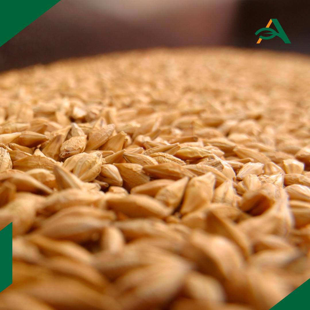 Мираторг в 2025 году планирует намолотить почти в 1 5 раза больше зерна Агрохолдинг завершает уборочную кампанию 2025 года в ключевых регионах присутствия предварительно оценивая общий валовый сбор основных зерновых культур в 2 2 млн тонн что на 41 больше чем в 2024 году Урожай обеспечит кормом животноводческие комплексы Мираторга на весь зимний период Валовый сбор пшеницы превысил показатель прошлого года на 152 тыс тонн сои на 56 тыс тонн кукурузы на 500 тыс тонн сообщили в компании В отличие от сложного 2024 года когда засуха привела к сокращению урожая текущий сезон оказался благоприятным для аграриев подчеркнули в Мираторге Увеличить урожай помогло и применение современных технологий земледелия и полная обеспеченность своими семенами кукурузы сои и пшеницы agroexpert Наши каналы