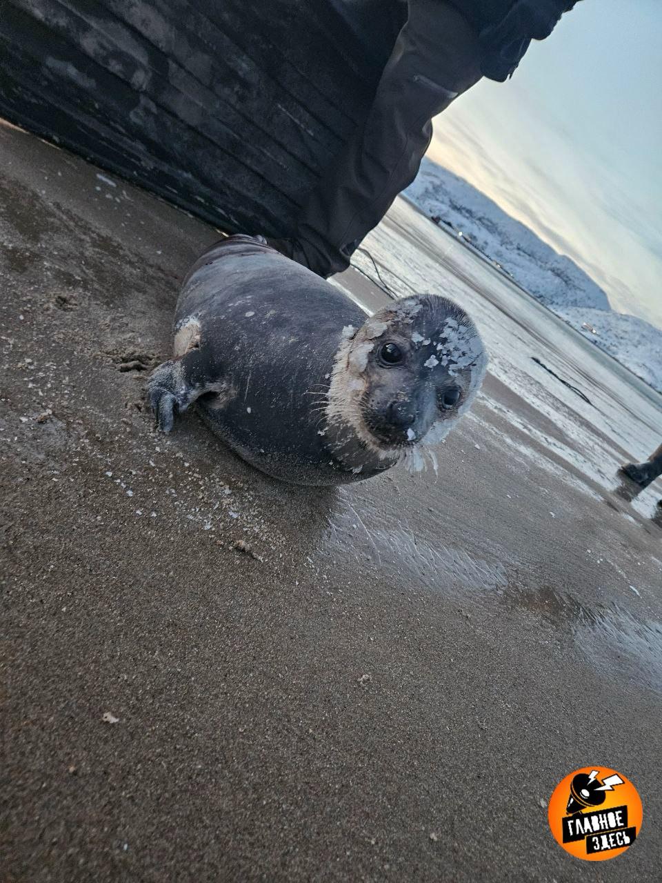 Раненого тюленя обнаружили на берегу Баренцева моря Предположительно повреждения были нанесены косаткой Неравнодушные жители накрыли тюленя одеялом и вызвали помощь а до ее прибытия организовали дежурство следя чтобы на пострадавшего не напали собаки Главное здесь Подписывайтесь