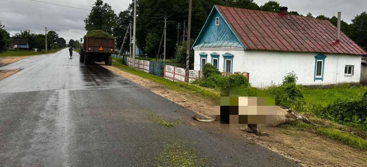 Вчера в #Любань в ДТП пострадали погонщица и коровы В Старых Юрковичах на улице Центральной произошло ДТП с участием трактора МТЗ-3022 и стада коров. 55-летний тракторист на закруглении дороги не справился с управлением и въехал в перегоняемое стадо. В результате аварии две коровы погибли на месте, еще две были травмированы. Пострадала и погонщица скота - одна из сбитых коров задела ее. С телесными повреждениями женщина была госпитализирована в хирургическое отделение Любанской центральной районной больницы. YouTube поддержать канал на