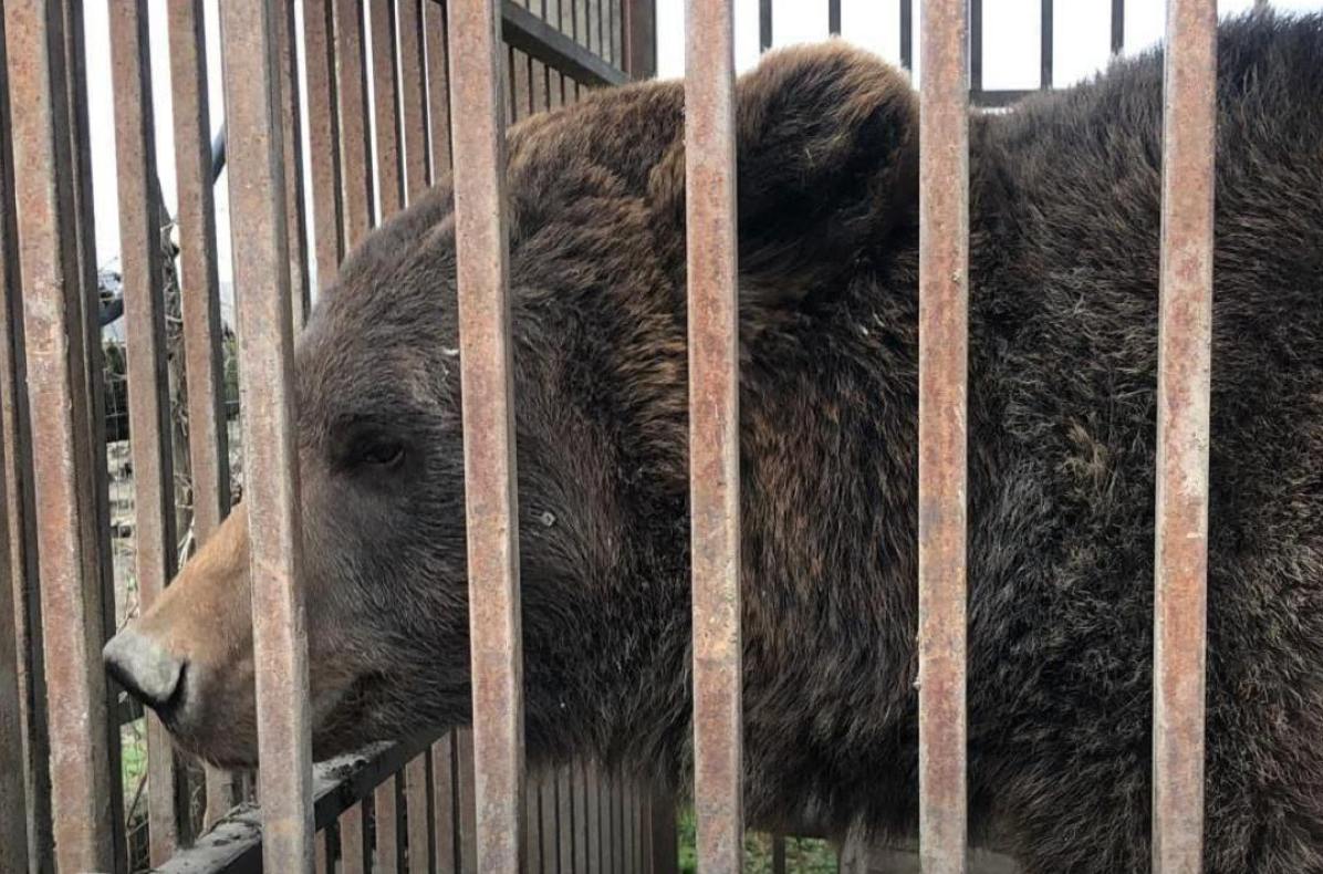 У жителя Ставрополья конфискуют бурую медведицу  Самку бурого медведя сотрудники Росприроднадзора обнаружили в одном из частных домов  на Ставрополье во время внеплановой проверки.    Медведица Маша жила в вольере и получала регулярное питание, за ней ухаживали. Однако по закону бурого медведя нельзя содержать в неволе. Исключение существует лишь для культурно-зрелищных учреждений  цирков, зоопарков и т. д. .   Владельца медведицы уже оштрафовали. После решения суда животное конфискуют и поместят в спецучреждение. До этого момента косолапая останется у нынешнего хозяина.