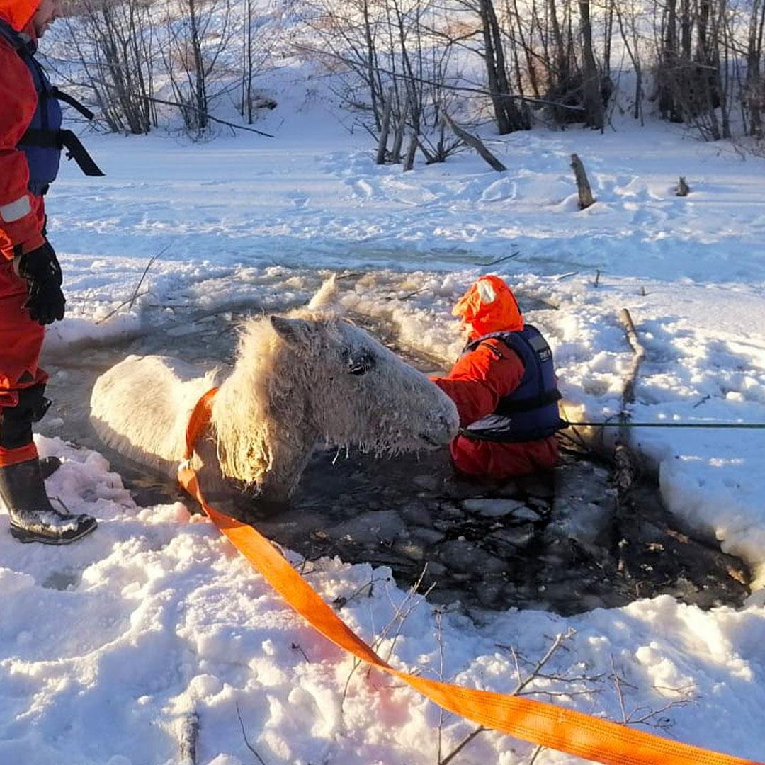 В Челябинской области спасатели вытащили лошадь из ледяной воды   Тревожная новость о провалившейся под лед лошади поступила сегодня утром спасателям Локомотивного. Чтобы эвакуировать окоченевшее животное, потребовалась помощь десяти человек.   Сначала они распилили лед, а потом при помощи альпинистского снаряжения вытащили лошадь на берег. Вместе с хозяином они привели ее в чувства и поставили на ноги. Уже спустя несколько минут животное начало с аппетитом уплетать сено, а потом потихоньку пошло домой вместе с хозяином.    : Андрей Баранов, Локомотивный отряд ПСС    / Прислать новость