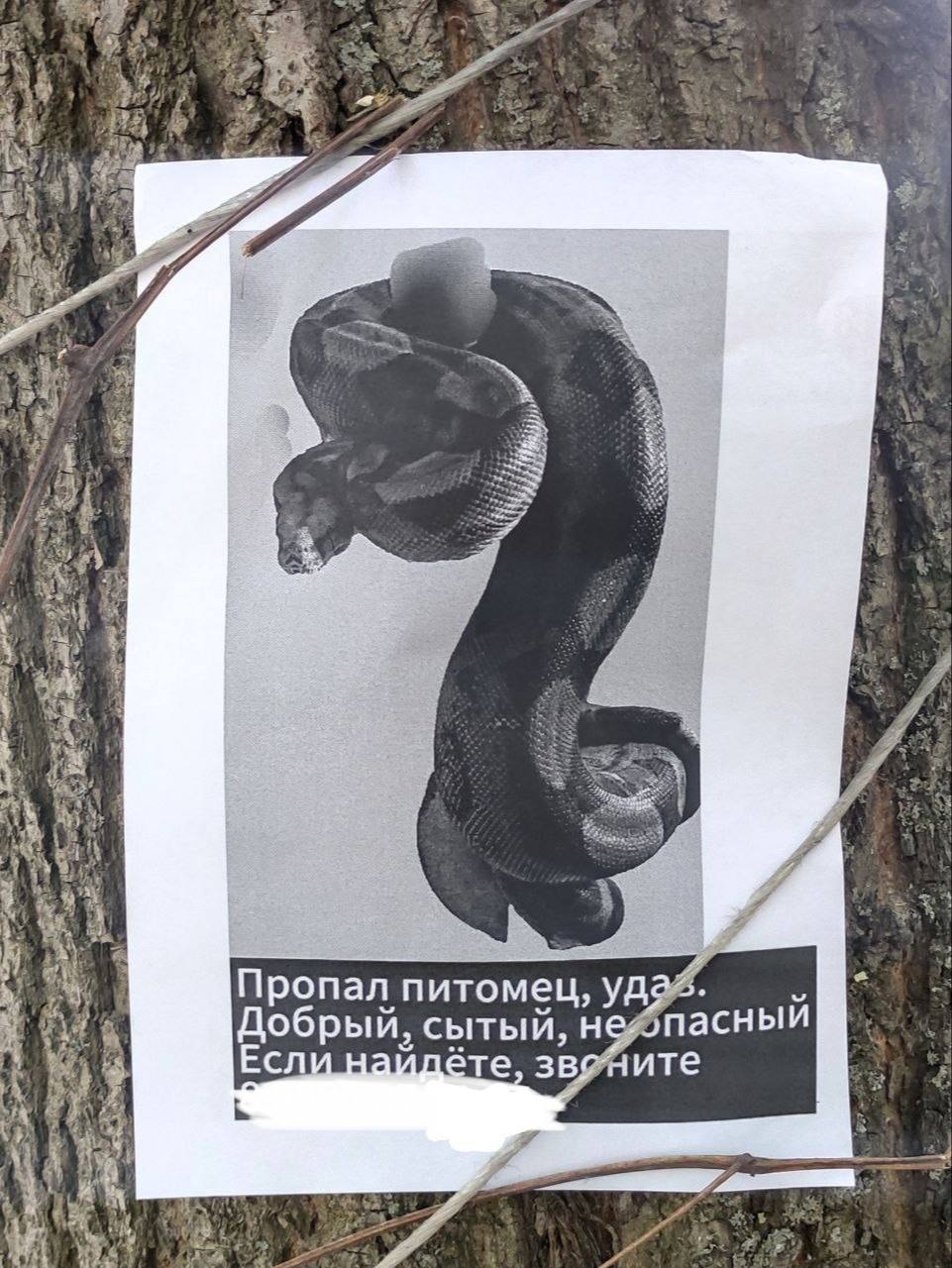 Вторые сутки ищут сбежавшего удава в Москве. Соседи боятся выходить из дома. Рептилия жила в одной из квартир на Нежинской улице. Но два дня назад пропала. Жители в панике позакрывали балконы, форточки и туалеты.