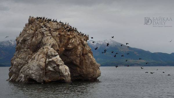 В Бурятии начнут регулировать численность бакланов Уже следующей весной Потому что ситуация приняла ту стадию когда требуются кардинальные меры
